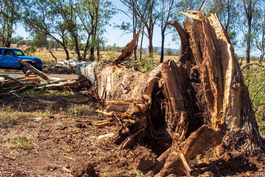 An intense storm across Albury-Wodonga on Tuesday, February 13, brought down this tree on Table Top Road, Thurgoona. Picture by Layton Holley