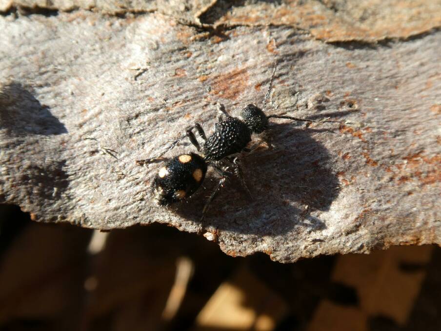UNCOVERED: A velvet ant has been found in Boorhaman North.