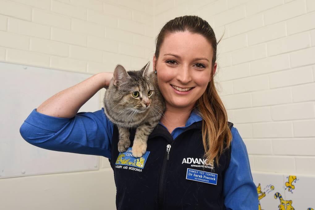LOOKING FOR A WELCOME: Veterinarian Sarah Peacock, of Family Vet Centre, with Mumma Cat, now available for adoption. Picture: MARK JESSER
