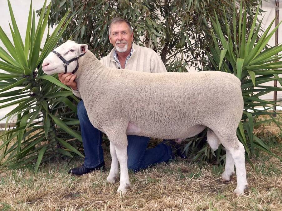 Detpa Grove's second top priced ram, lot 79, DG220128 sold for $10,000 to Andrew and Caroline McLaughlan, Valma Stud, Tasmania. Picture supplied