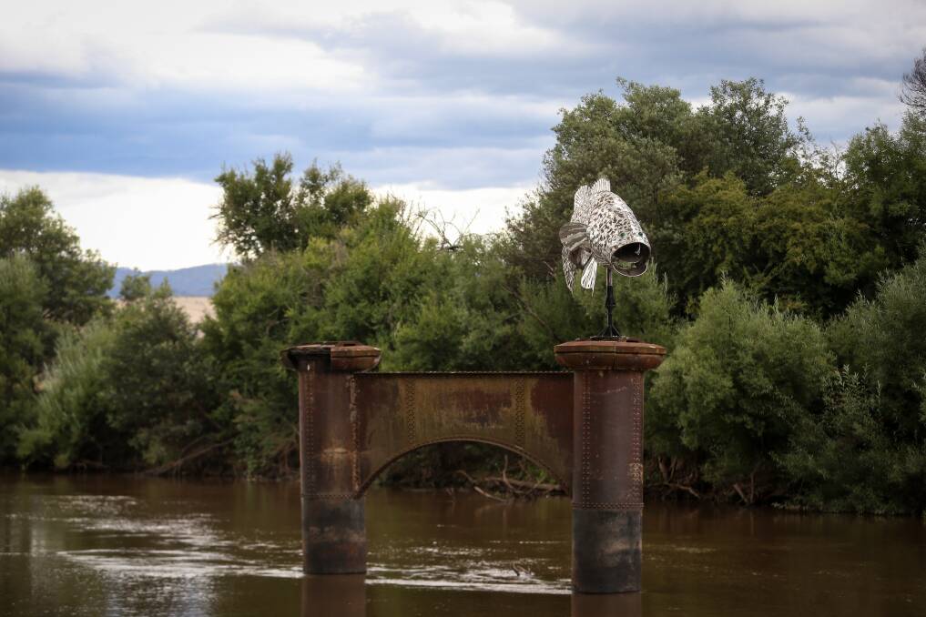 RIVER FEATURE: The Murray cod sculpture rises above the water at Tintaldra. Picture: JAMES WILTSHIRE