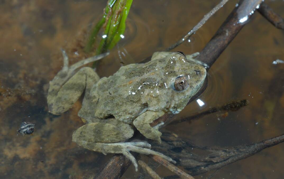 VULNERABLE: Loss of habitat has affected the Sloane's froglet.