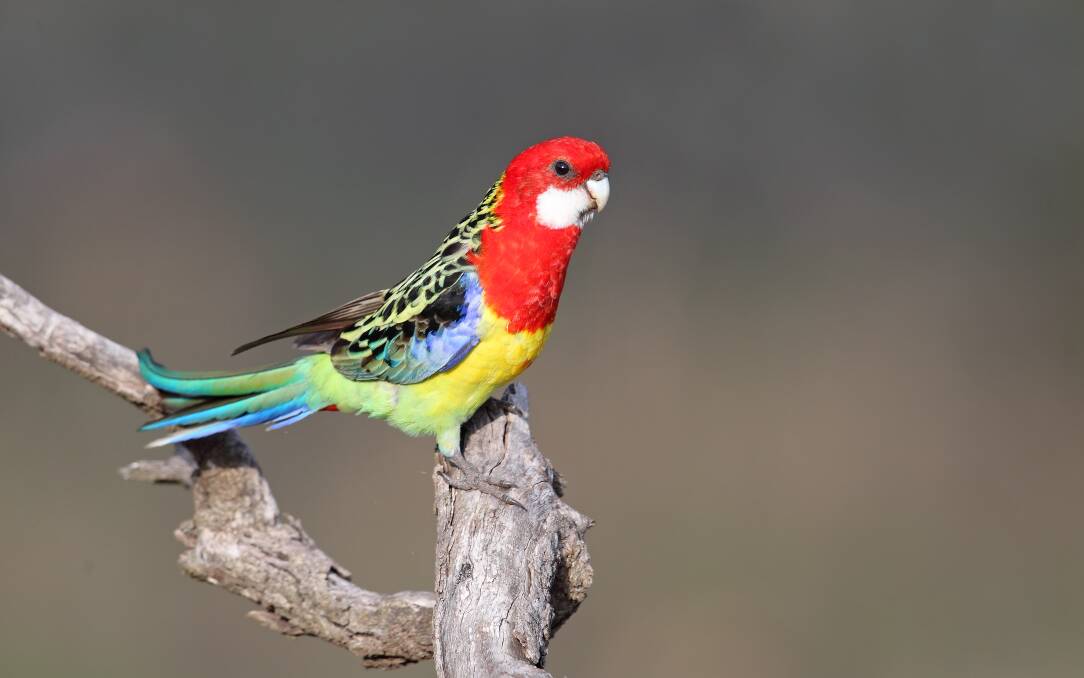 A glorious Eastern Rosella perched on a low branch. Picture by Chris Tzaros (Birds Bush and Beyond)