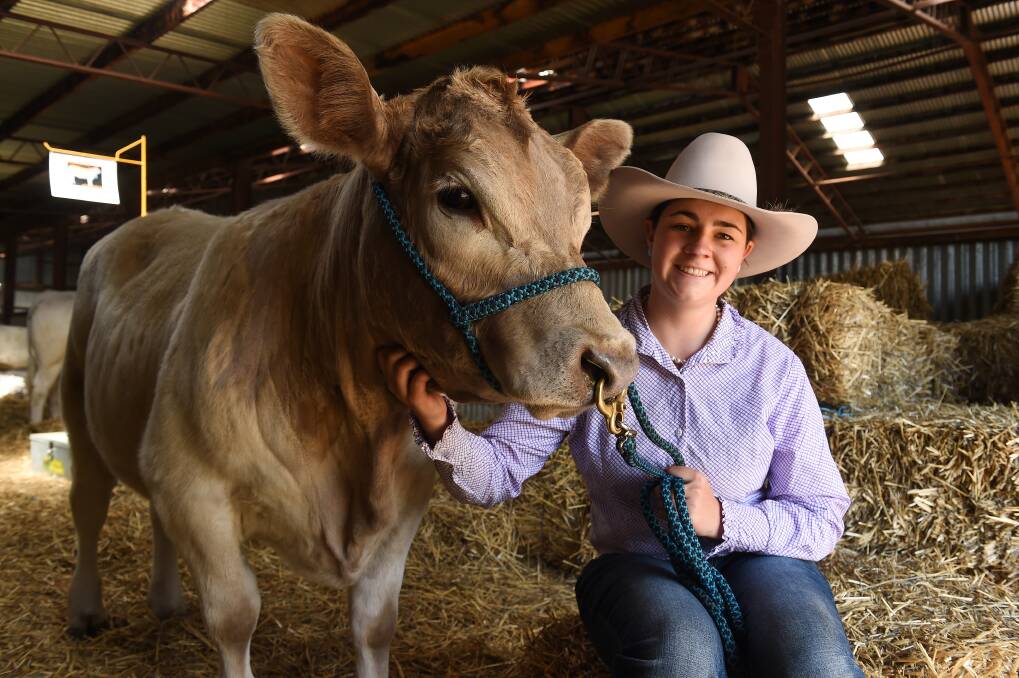 GOOD JUDGE: Tabitha Cross, 17, attends The Scots School Albury, wants to study vet science and is developing her own stud, TJC Cattle Company. This Murray Grey cow is named Arki Kate. Picture: MARK JESSER