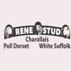 Rene Poll Dorset