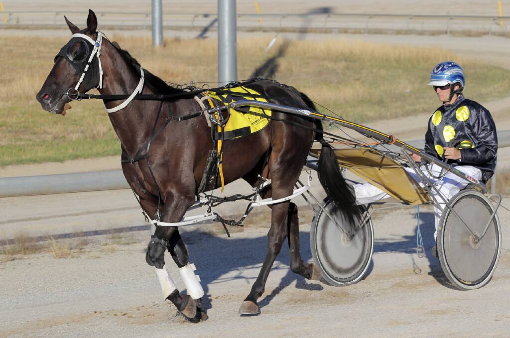 Narrandera reinsman Blake Jones is enjoying his best season in the sulky and looks an undeniable chance of adding to his tally tonight. Picture: TARA GOONAN