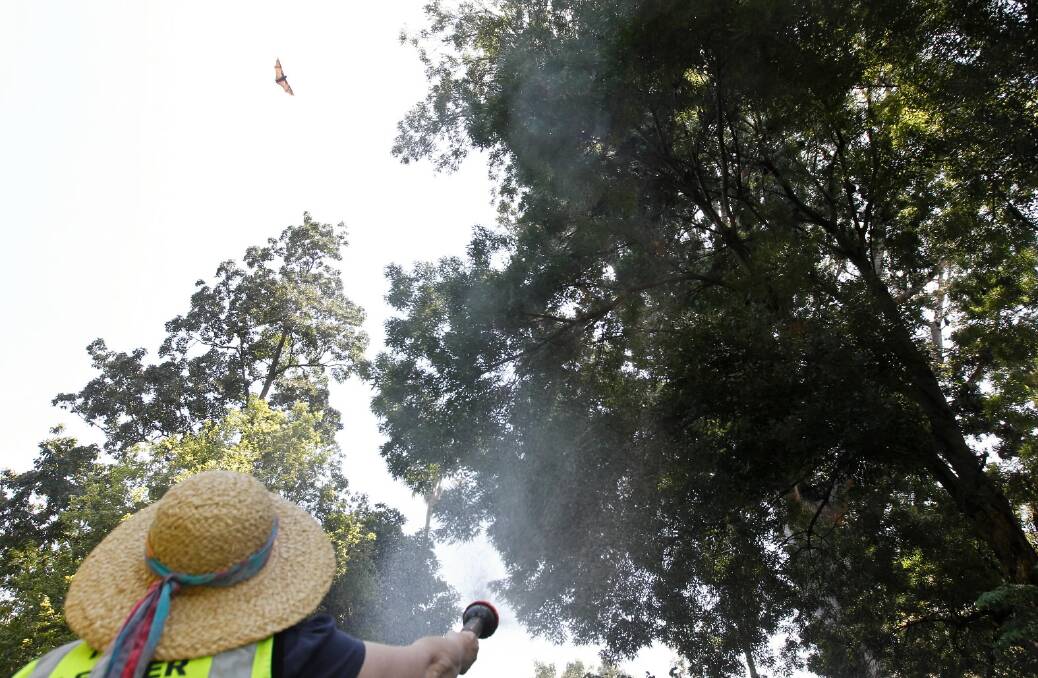 WIRES secretary Hazel Cook yesterday hosed down trees at Albury’s Botanic Gardens to keep fruit bats living there cool in the 40-plus degree temperatures. 