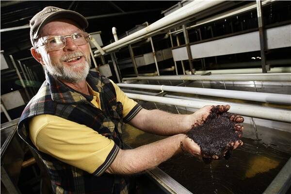 In dark sheds just out of Beechworth, Mal Davidson tends to his wonder worms. Picture: JOHN RUSSELL