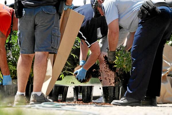 Police take some of the plants from their pots.Pictures: BEN EYLES