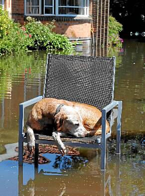 Digger the dog sleeps in a garden chair in his owner&rsquo;s flooded yard.
