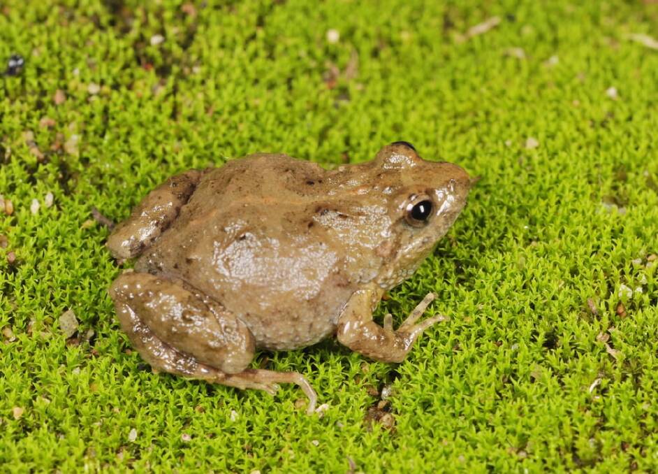 Sloane’s froglet has been discovered at the future home of a neighbourhood centre in Thurgoona. Picture: TARA GOONAN