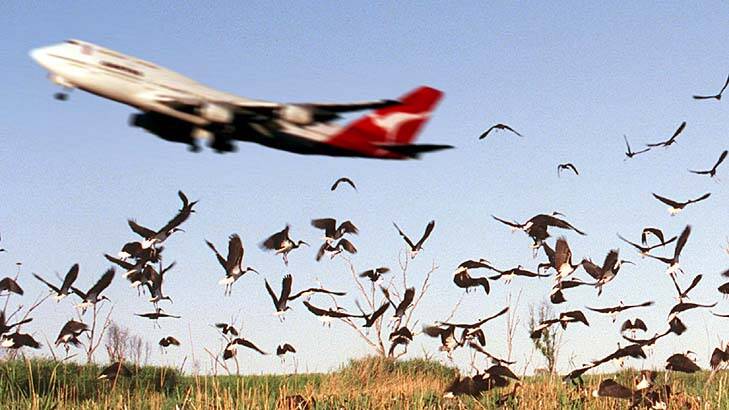 Is it a bird, is it a plane? ... The number of bird strikes jumped between 2002 and 2011.