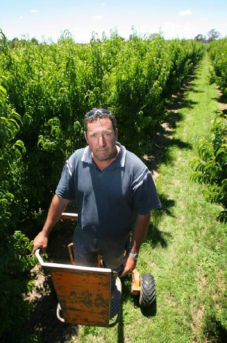 Sam Sorrenti inspects the fruits of his labour at his orchard at Cobram