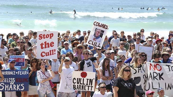 Protesters gather at Manly beach to denounce Western Australia's new policy to catch and kill sharks. Photo: Damian Shaw