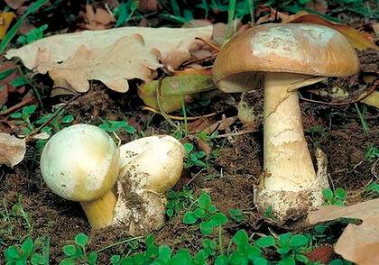 Poisonous ... death cap mushrooms.