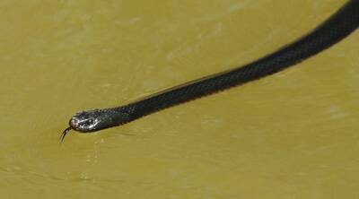 A red-bellied black snake in the river near the Barmah State Forest.