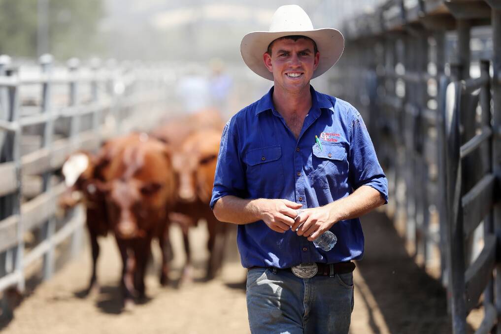Corcoran Parker’s Jed Parker leads cattle to waiting trucks yesterday. Picture: JOHN RUSSELL