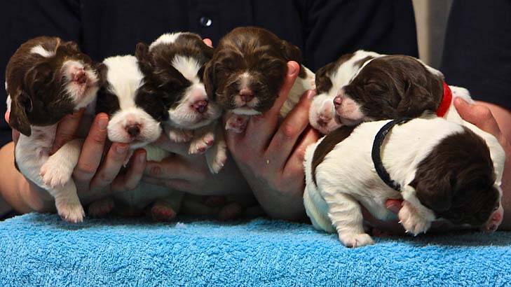 The NSW Police Dog Unit has welcomed the addition of seven new puppies to its crime fighting force and is asking the public to help choose their names.