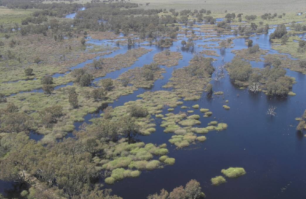 Environmental water flooding across the “Torry Plains” property, which has two large ibis rookeries. The NSW government this week finalised a deal to deliver for water to the environment and projects like this.