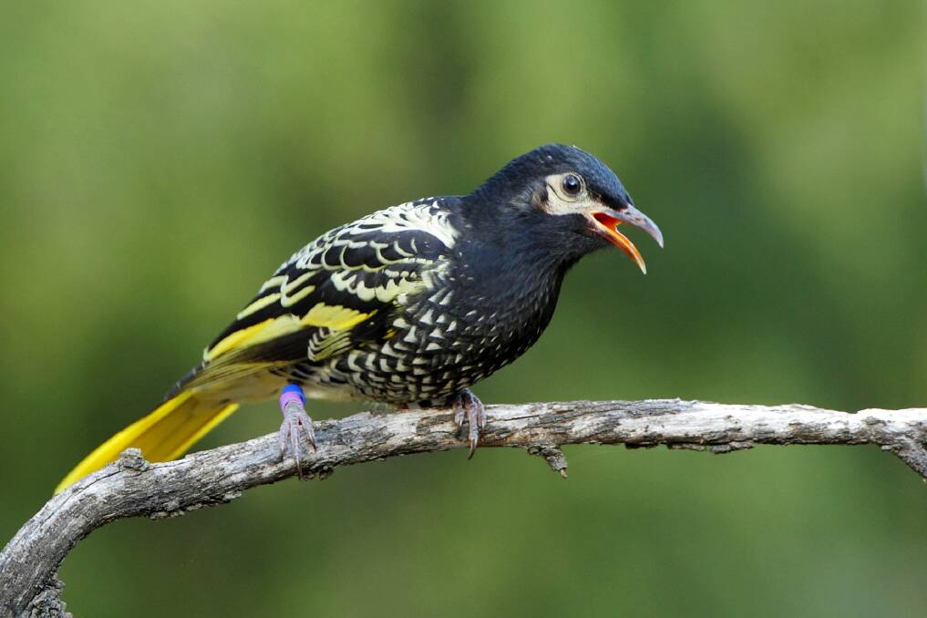One of the Regent Honeyeaters released in April 2013, near Chiltern-Mt Pilot National Park.