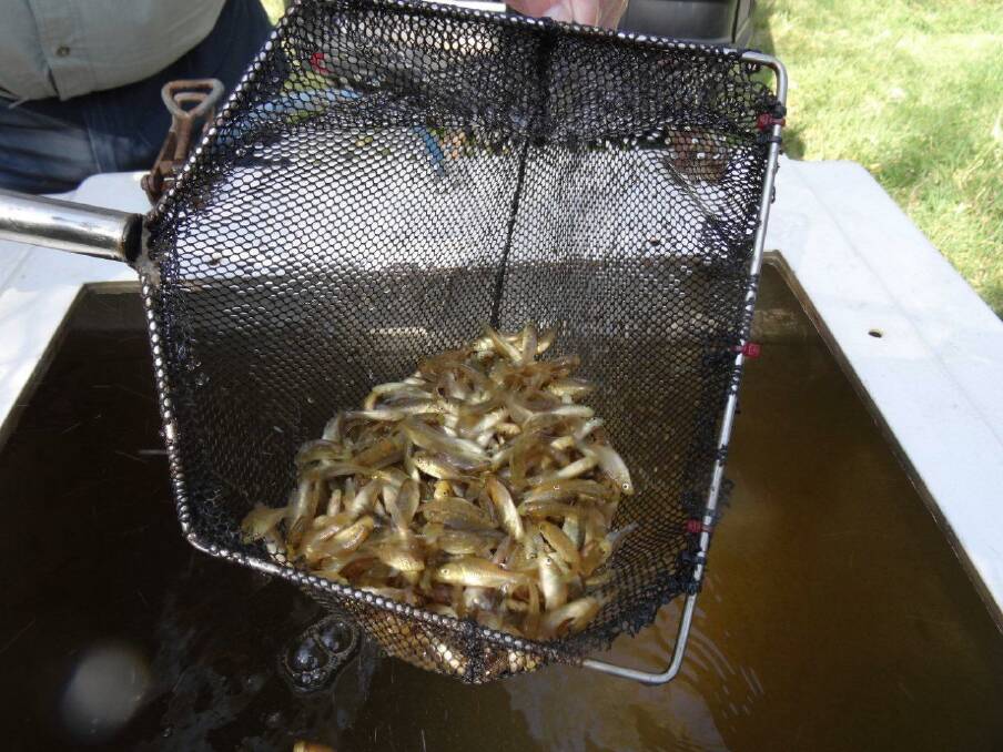 Macquarie perch fingerlings released in the Ovens River.