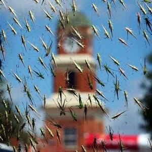 Grasshoppers inundate the window of the alfresco dining area outside Casa Bella Cafe Restaurant in Dean Street, Albury. 