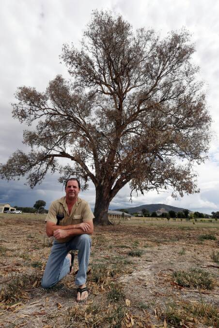 Baranduda electrician Stewart Taylor said this gum tree, which is hundreds of years old, has been deliberately poisoned. Picture: PETER MERKESTEYN