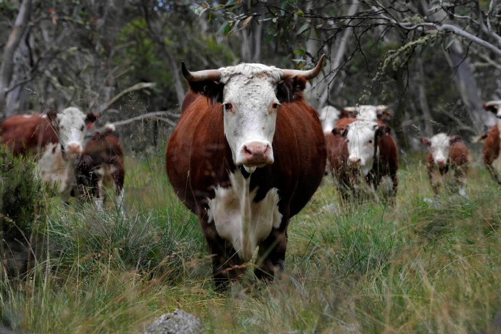 The society of Victoria wants a ban on alpine grazing to stay. Picture: FAIRFAX