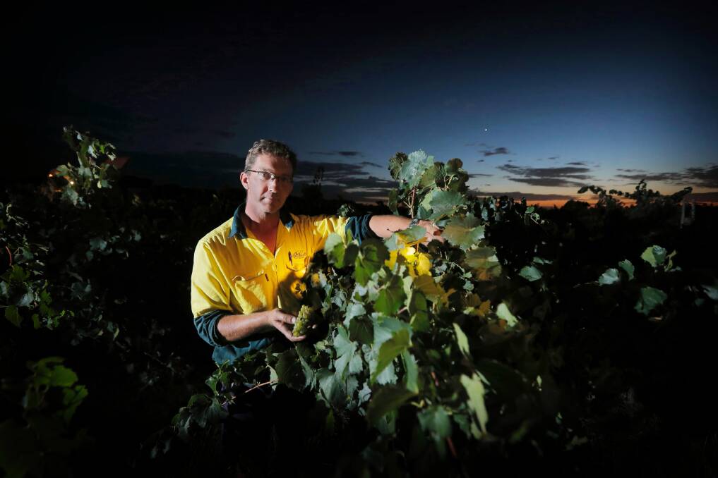 All Saints Estate vineyard manager Paul Heard in the vines with some of the grapes they are harvesting. Pictures: TARA GOONAN