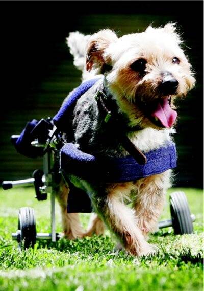 Jimmy the silky terrier cross puts his new wheels to the test. He has a condition that affects the nerves in his back legs. Picture: KYLIE GOLDSMITH