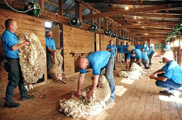 The Shearing of the Rams becomes a 21st century digital photograph. Picture: JOHN RUSSELL