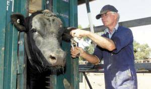 Rowley Bennett removes a tag from one of his angus stud bulls. Picture: RICCARDA BURLEY