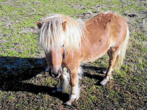 The neglected Shetland pony.