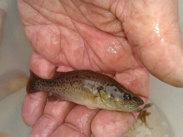 A small Murray cod is released.