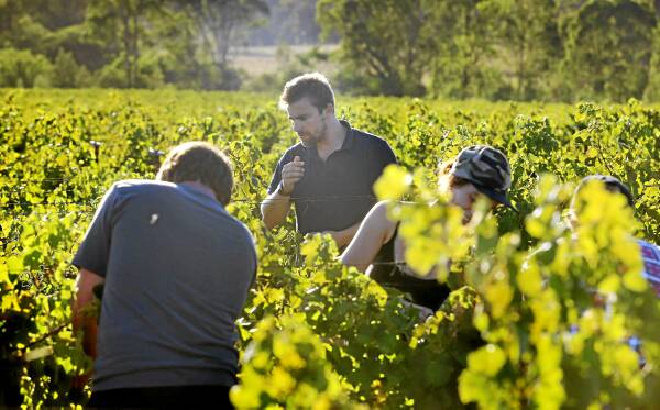 As the 2013 vintage continues the Australian Workers’ Union says there is unrest in the industry.