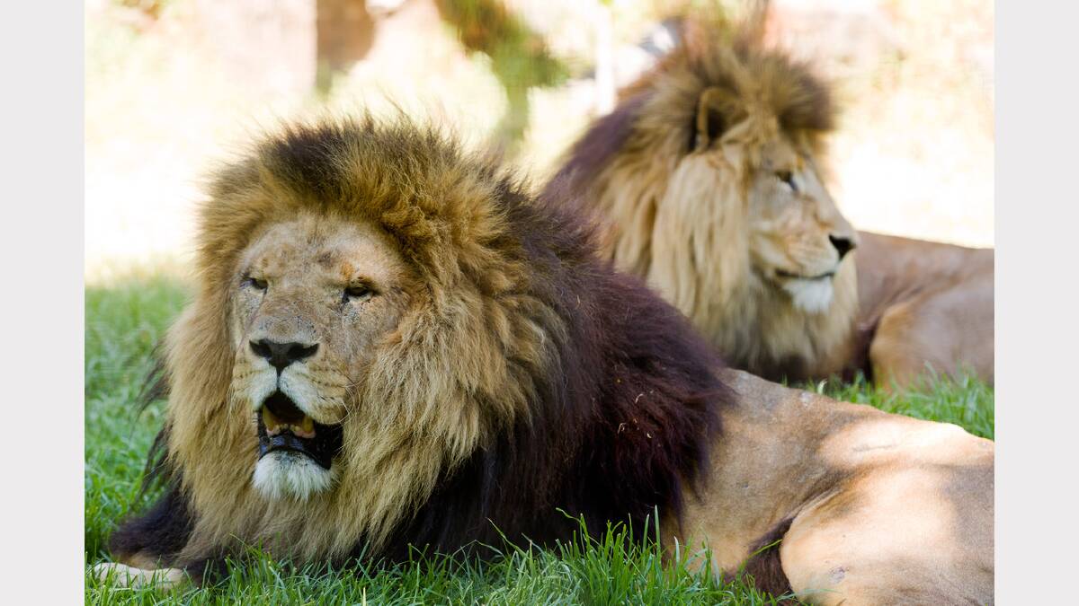 Lions Zuri, at front, and Harari, at Melbourne Zoo, Parkville on Tuesday as temperatures reached more than 42 degrees. Picture: Paul Jeffers 