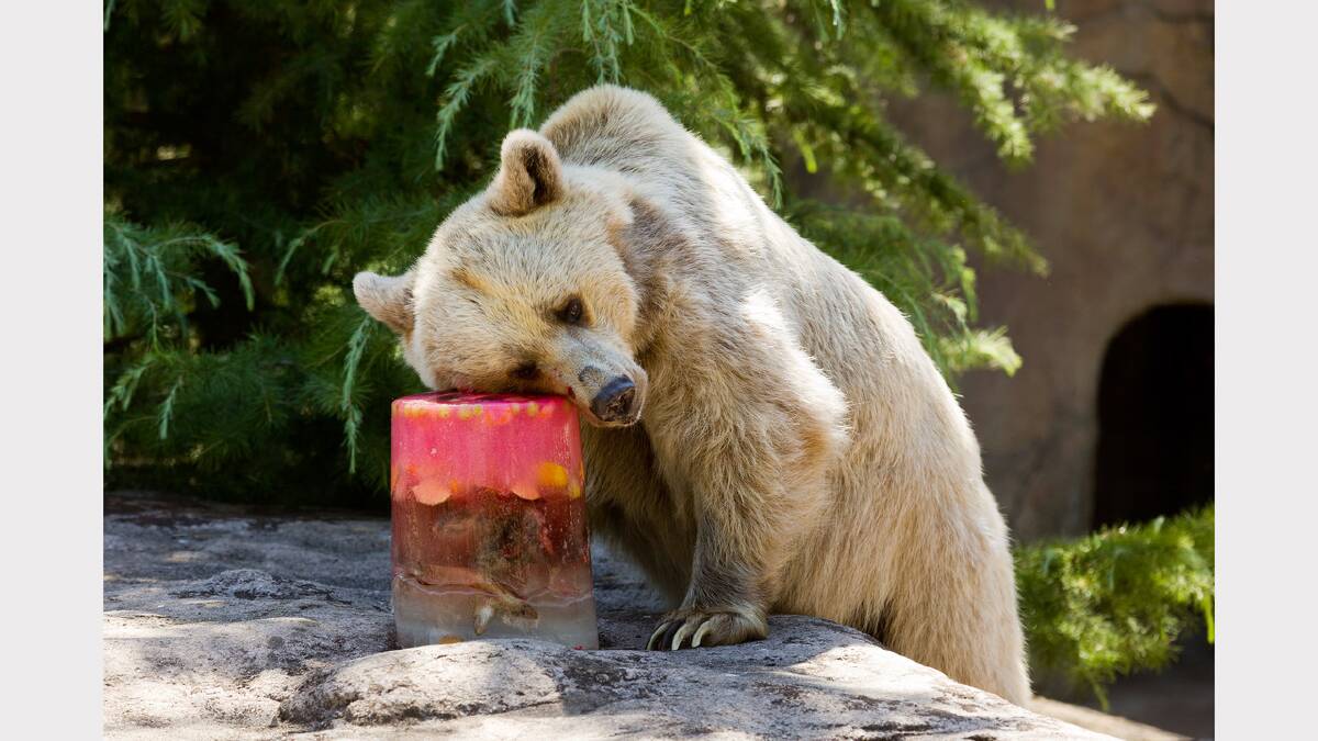 Honey, a 13-year-old female brown Syrian bear, enjoys an ice-block consisting of meat, fish, fruit, vegetables and strawberry topping at Melbourne Zoo, Parkville. Picture: Paul Jeffers 