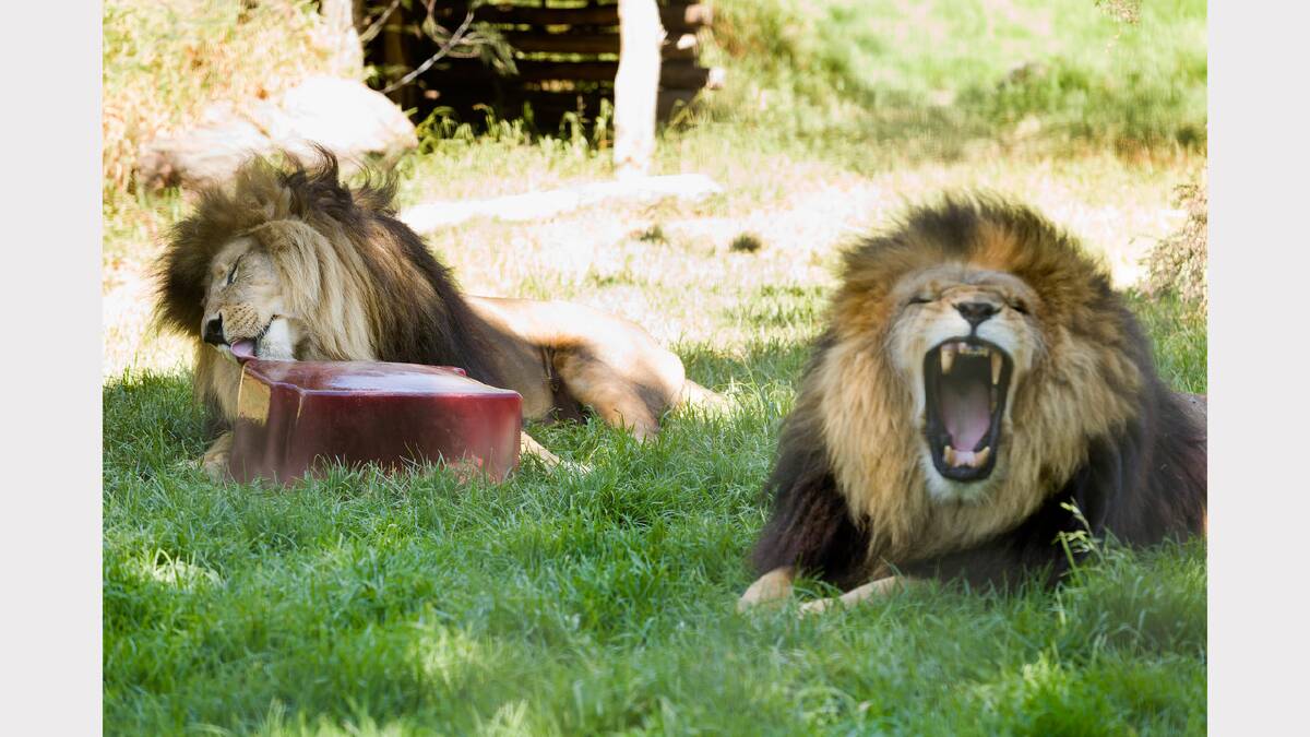 Harari, a 13-year-old male lion,  enjoys a blood ice-block at Melbourne Zoo, Parkville on Tuesday as Zuri, right, yawned. Picture: Paul Jeffers 