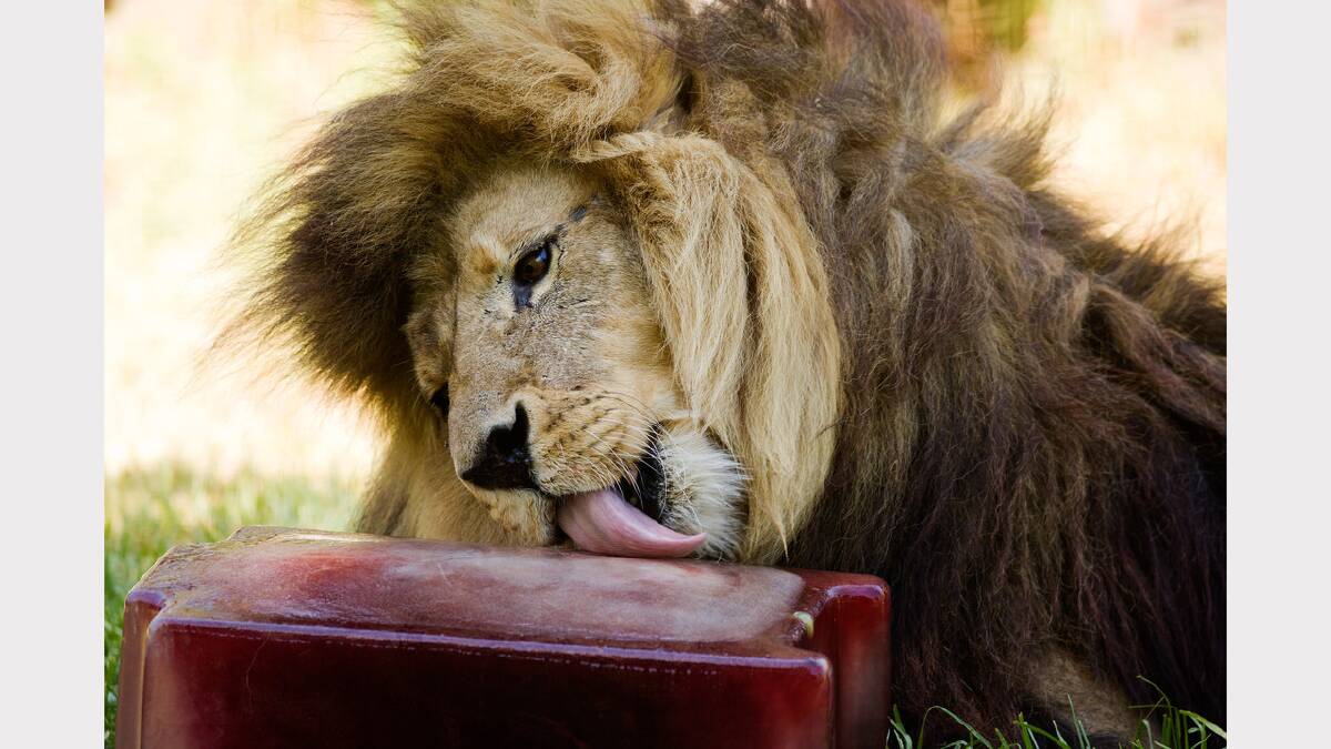 Harari, a 13-year-old male lion enjoys a blood ice-block at Melbourne Zoo, Parkville on Tuesday as temperatures reached more than 42 degrees. Picture: Paul Jeffers 