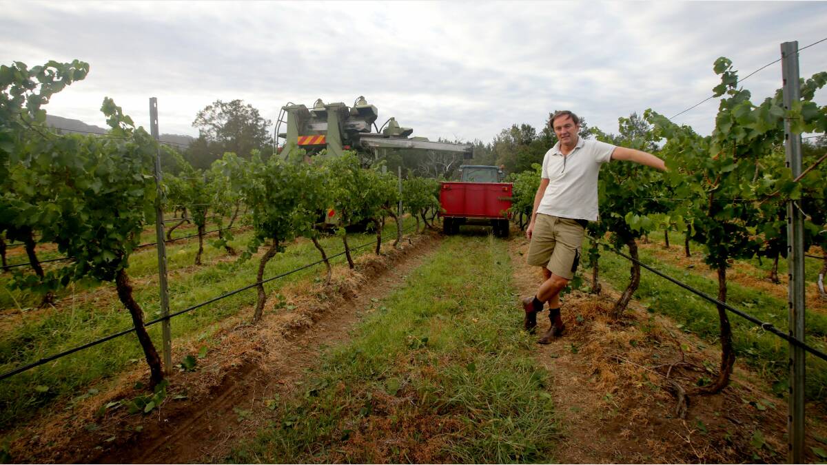 BIT OF BOTH: A mixture of machine and hand picking is used at the Margan Hunter Valley vineyards.  Pictures: Dean Osland