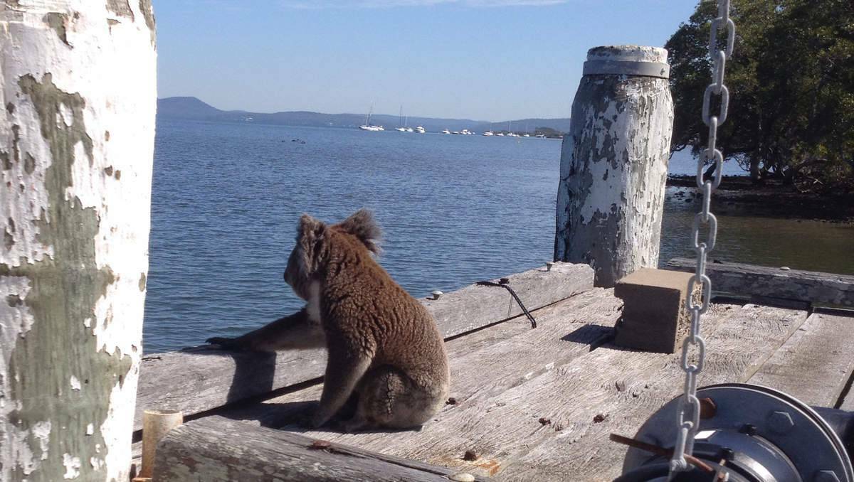 NEWCASTLE HERALD: The Koala at Taylor's Beach on Wednesday