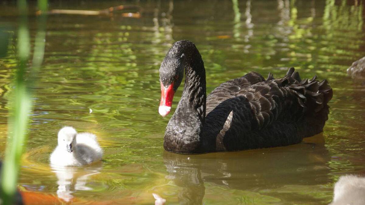 THE STANDARD: Three cygnets and two black swans are proving to be a headline act in Machattie Park after being hatched earlier this week. Photos: BRIAN WOOD