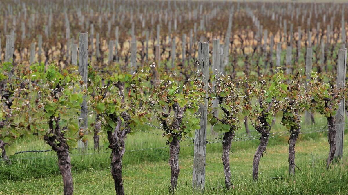 Grape growers counting cost of the heat