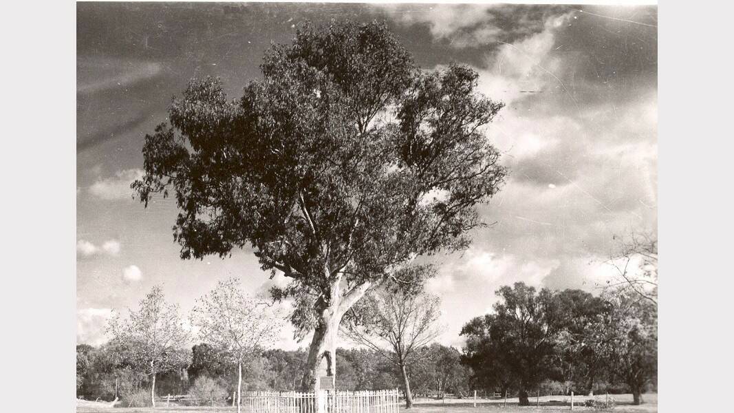 The Hovell Tree.