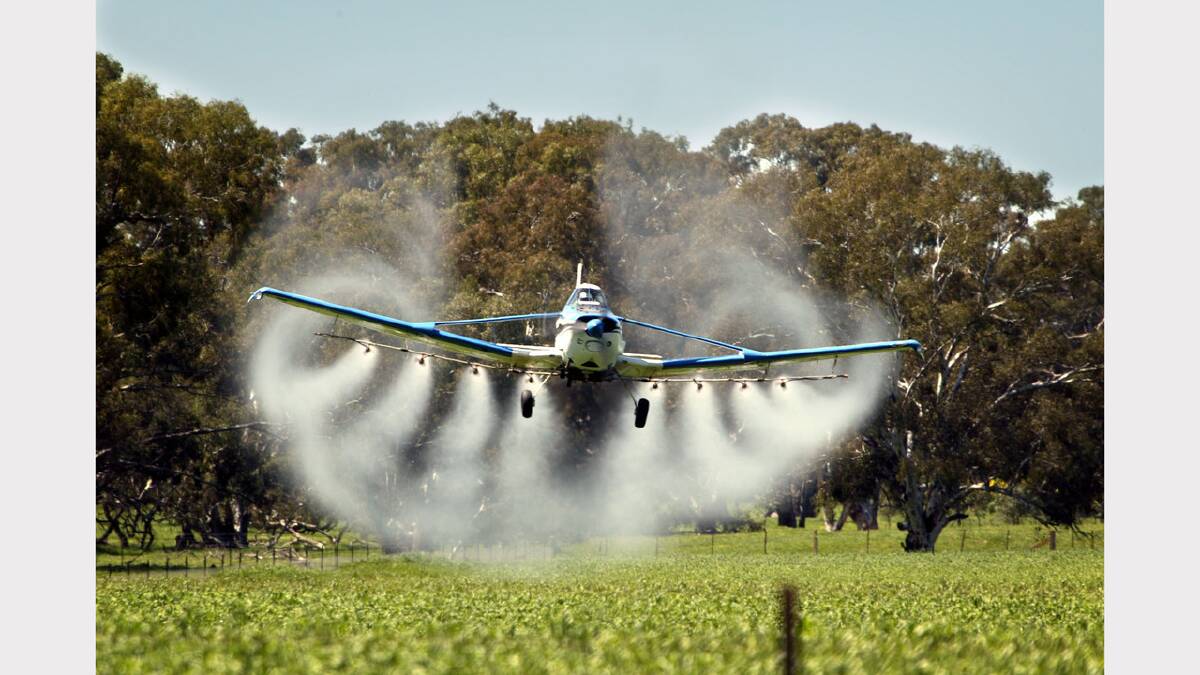Pilot Steve Death aerial sprays a crop of diamond bird wheat at Henty with a fungicide to keep striped rust at bay. Picture: MATTHEW SMITHWICK