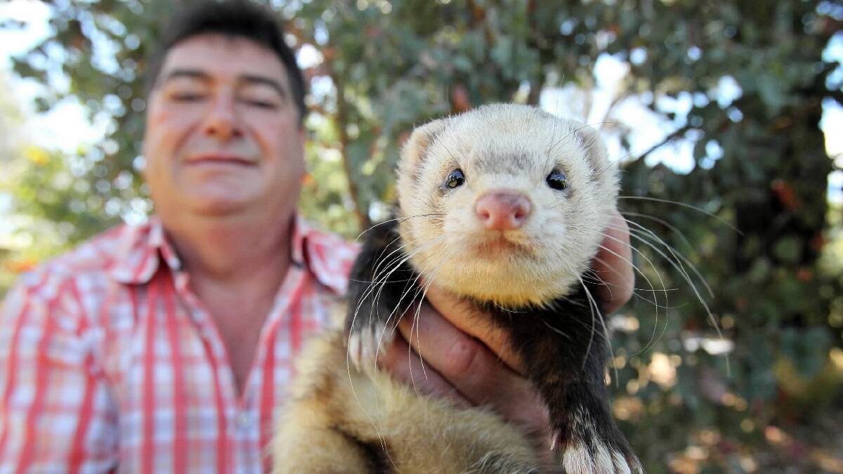 Garry Knight of Wodonga with his 18-months-old pet ferret Buckley. He’s encouraging others to get ferrets for pets too. Picture: MARK JESSER