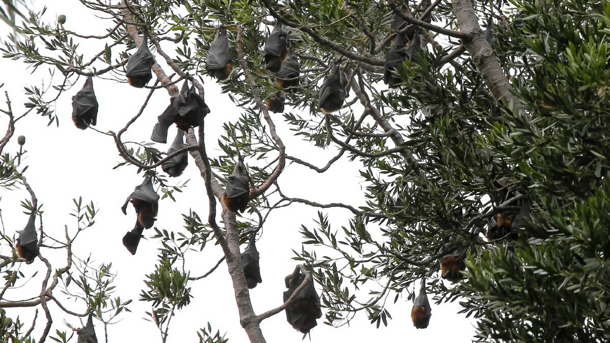 The bat colony at the Albury botanic gardens.
