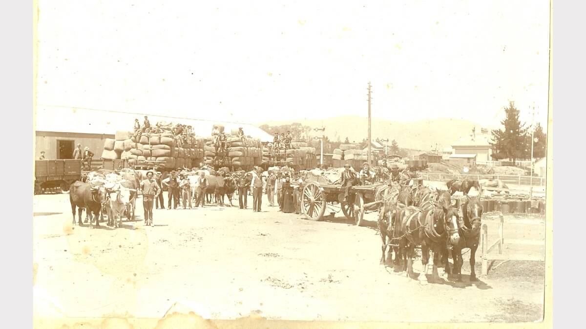 Wool sales in Albury at the turn of the 20th century meant huge loads of bales coming to Albury railway station by wagons hauled by bullocks or horses.