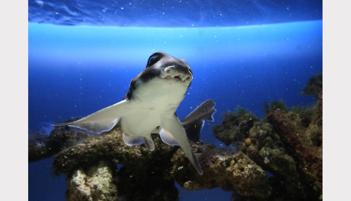  A Port Jackson shark photographed at Scales Pet Shop in Wodonga. PICTURE: John Russell.