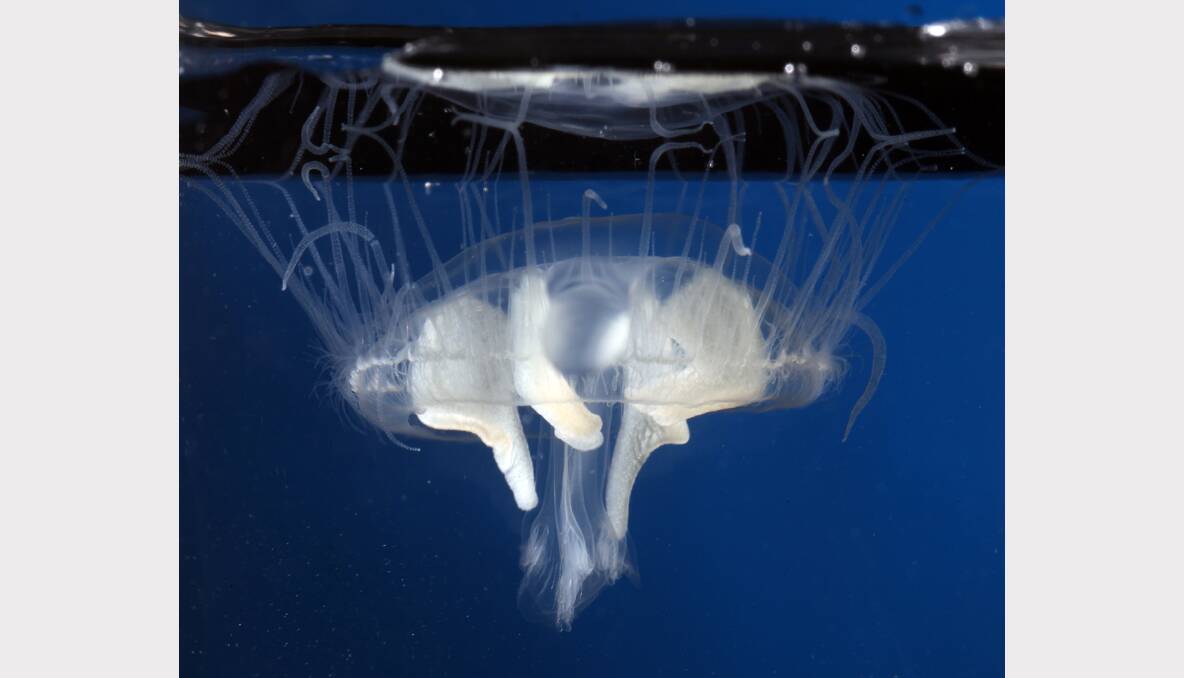 MYTH BUSTED: Jellyfish in Lake Hume. PICTURES: John Russell.